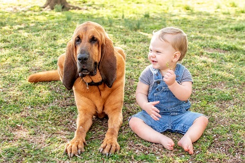 Bloodhound