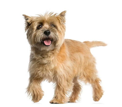 Cairn Terrier