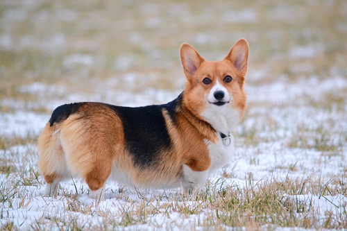 Corgi