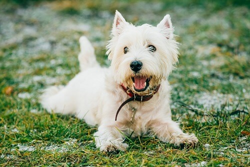 West Highland Terrier